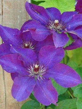 Powojnik Clematis wielkokwiatowy The President