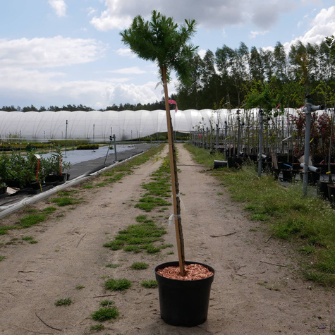 Modrzew europejski Kórnik Pa150