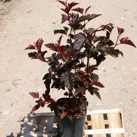 Pęcherznica kalinolistna Little Angel (C2)