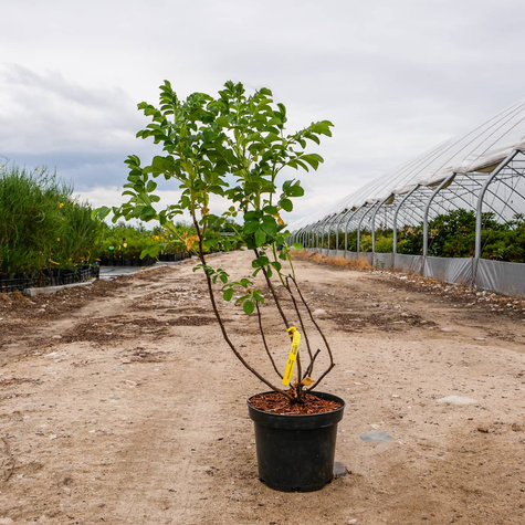 Róża pomarszczona Alba Biała (C2)