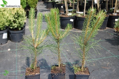 Sosna czarna 80-140 cm