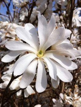 Magnolia gwiaździsta Royal Star (C2)