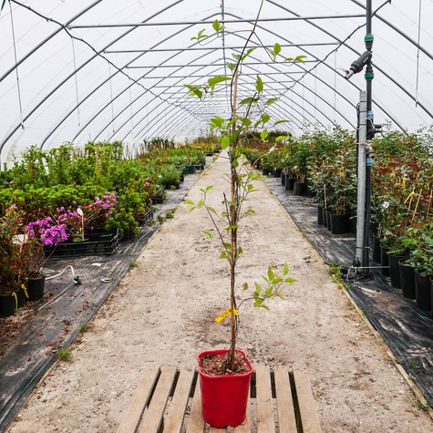 Powojnik wielkokwiatowy Perida (C2)