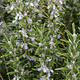 Rozmaryn lekarski Albiflorus