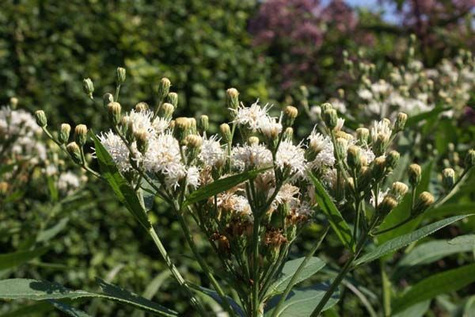 Wernonia Nowojorska 'White Lightning'
