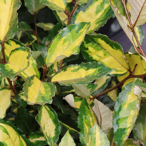 Oliwnik kłujący 'Maculata' (P9)