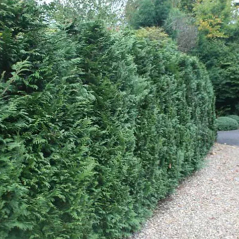 Żywotnik olbrzymi 'Atrovirens' (C2)