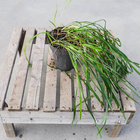 Turówka wonna Żubrówka