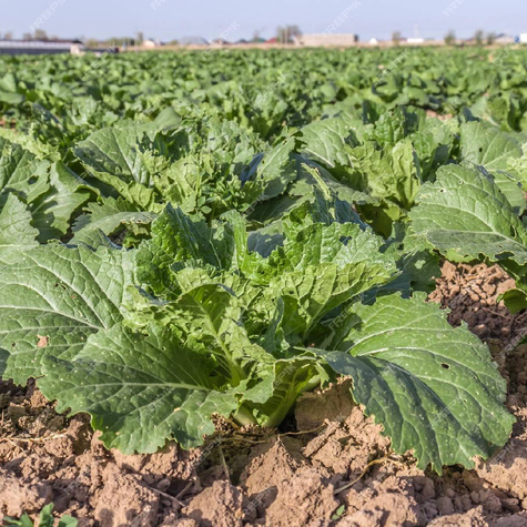 BIO Kapusta pekińska Pacifiko 10 szt.