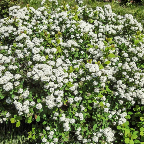 Tawuła brzozolistna Island (P9)