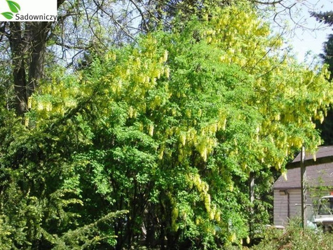 Złotokap Waterera Vossii NP