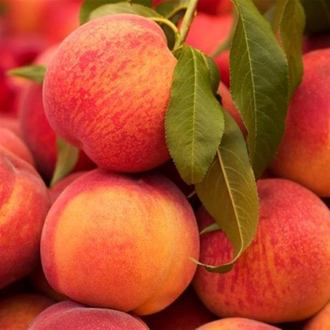 Brzoskwinia Modrinka Plant Pack