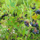 Aronia Czarna Czarnoowocowa Viking  (C2)