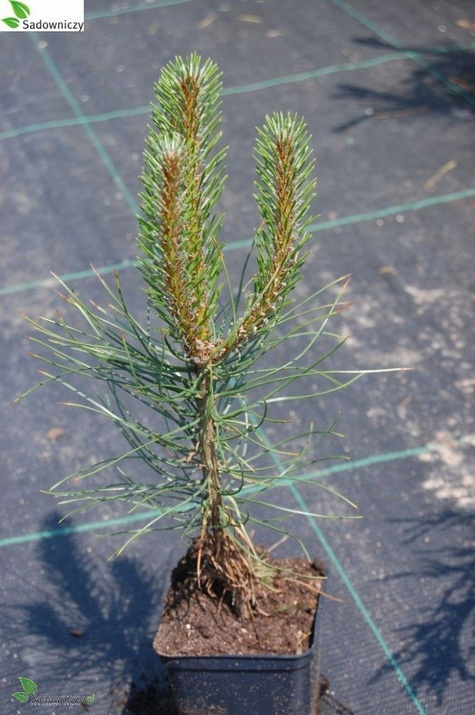 Sosna czarna 80-140 cm