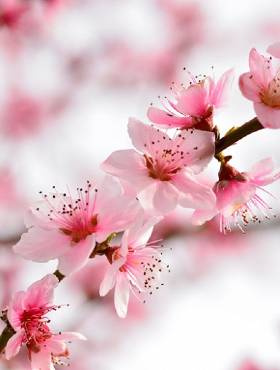 Brzoskwinia Elberta Plant Pack