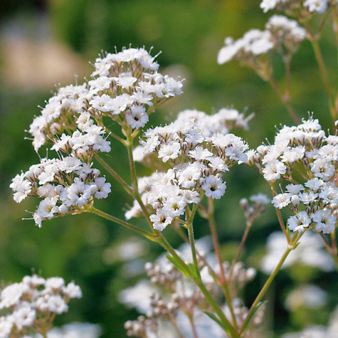 Gipsówka wiechowata Festival White (C2)