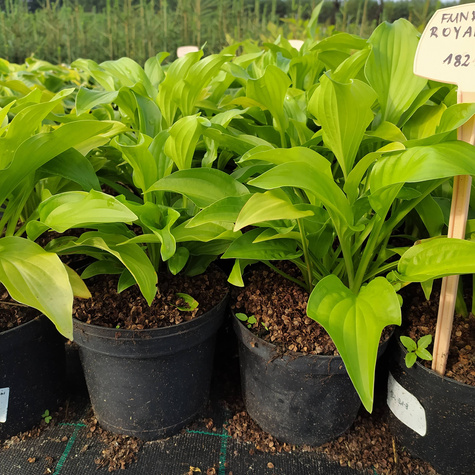 Funkia Hosta Royal Standard (C2)