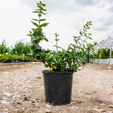 Trzmielina Fortunea płożąca (C2)