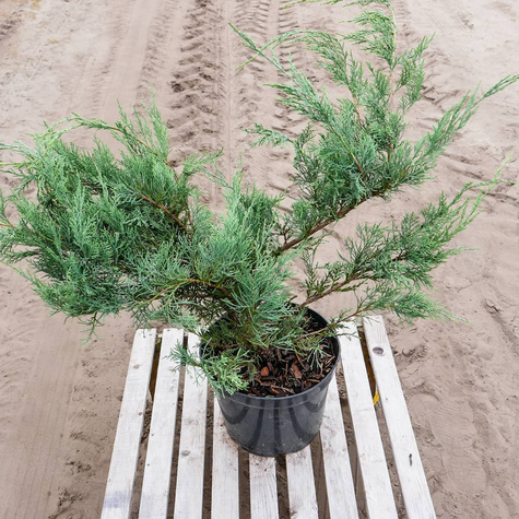 Jałowiec wirginijski Hetz srebrzysty iglak