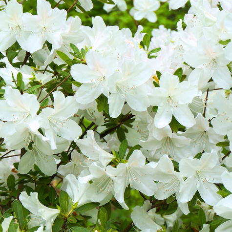 Azalia japońska biała Subtelna (C2)