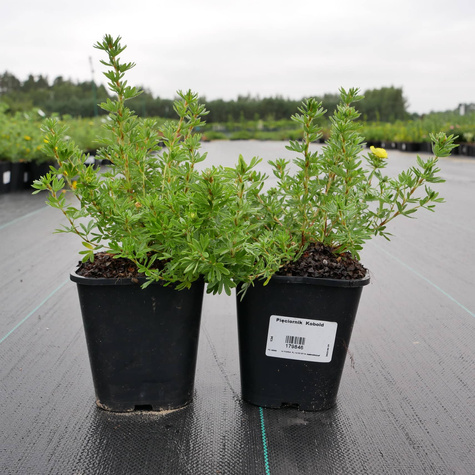 Pięciornik krzewiasty Kobold (C1.7)