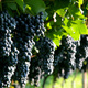 Winorośl winogrono Iliczewskij Rannij