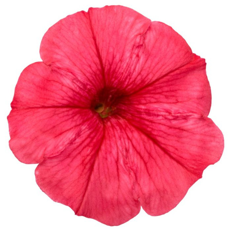 Surfinia Supertunia Mini Vista Coral samoczyszcząca