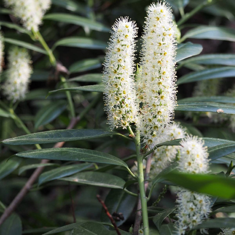 Laurowiśnia wschodnia Novita odporna na mróz (C2)