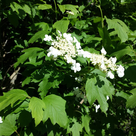 KALINA KORALOWA (C2)