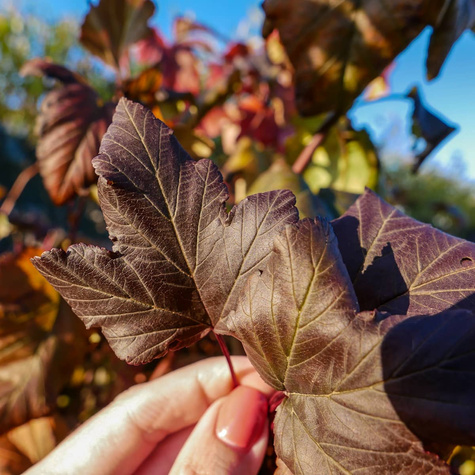 Pęcherznica kalinolistna Diabolo FA (C5)