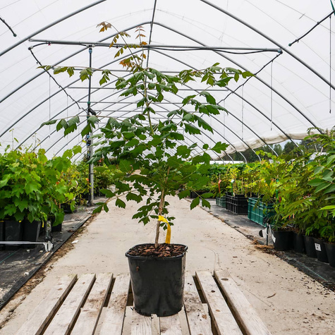 Mydleniec wiechowaty (C2)