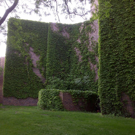 Bluszcz pospolity Crispa (P9)