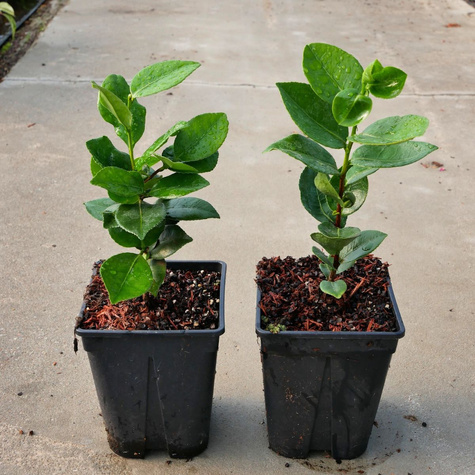 Kamelia japońska Alba Simplex (C2)