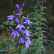 Lobelia sessilifolia