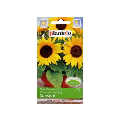 Słonecznik ozdobny Sunspot 2g
