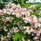 Kolkwicja chińska Pink Cloud (C2)
