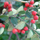 Irga Dielsa