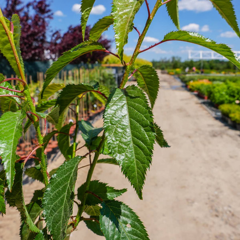 Wiśnia piłkowana Kiku - Shidare Zakura zwisająca pendula