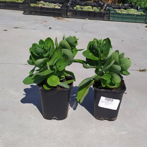 Rozchodnik okazały Brillant (C2)