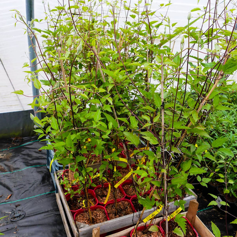 Powojnik Clematis wielkokwiatowy Niobe ciemno-czerwony (C2)