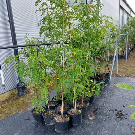 Grochodrzew Robinia akacjowa Akacja Cenny dla pszczół (C2)