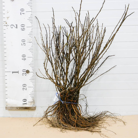 Agrest biały Tatiana Plant Pack