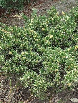 Jałowiec chiński Expansa Variegata (C2)
