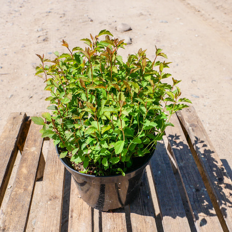 Sztobry Tawuła van Houtte'a Medeloch 10szt.
