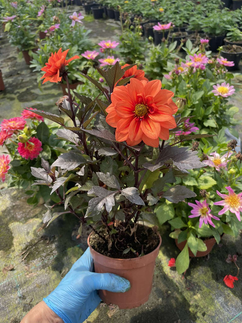 Dalia jaskrawa z ciemnym liściem