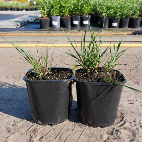 Trzęślica modra Igel