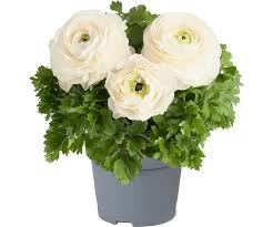 Jaskier Vortex F1 Mix