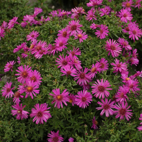 Aster krzaczasty Jenny różowy (C2)