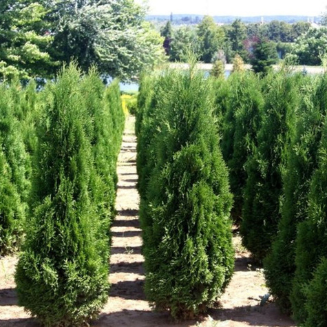Thuja Tuja Żywotnik zachodni 'Zákány Sövény'