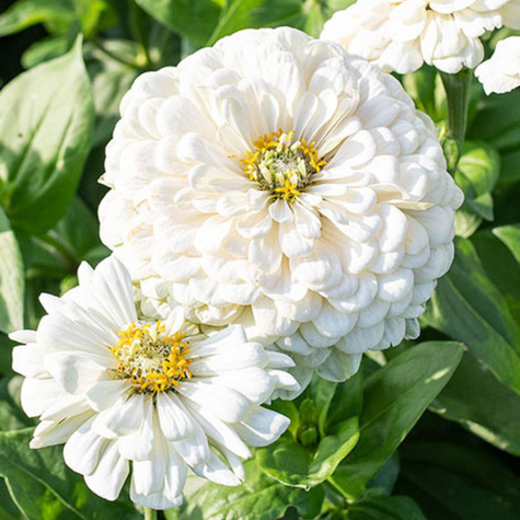 Cynia wytworna daliowa biała 1g